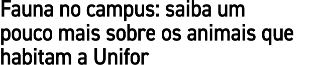 Fauna no campus: saiba um pouco mais sobre os animais que habitam a Unifor
