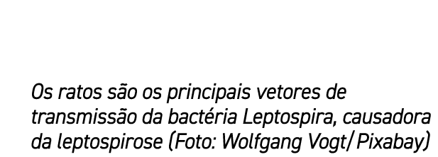 Os ratos s o os principais vetores de transmiss o da bact ria Leptospira, causadora da leptospirose (Foto: Wolfgang V...