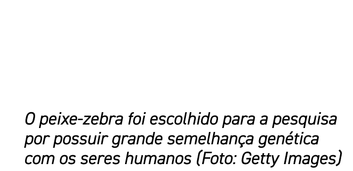 O peixe zebra foi escolhido para a pesquisa por possuir grande semelhan a gen tica com os seres humanos (Foto: Getty ...