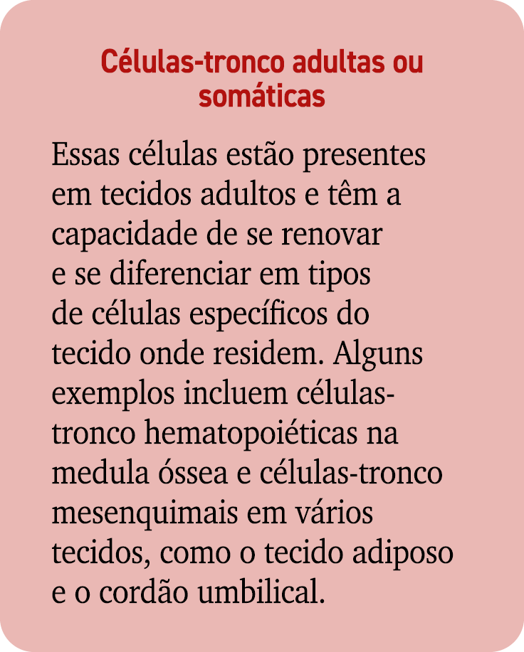 C lulas tronco adultas ou som ticas Essas c lulas est o presentes em tecidos adultos e t m a capacidade de se renovar...