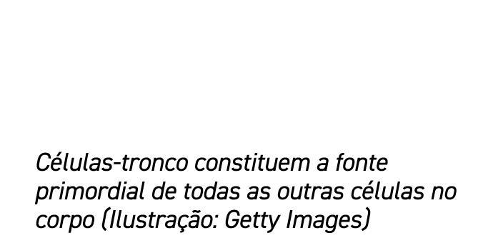 C lulas tronco constituem a fonte primordial de todas as outras c lulas no corpo (Ilustra o: Getty Images)