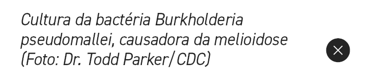 Cultura da bact ria Burkholderia pseudomallei, causadora da melioidose (Foto: Dr. Todd Parker/CDC),￼
