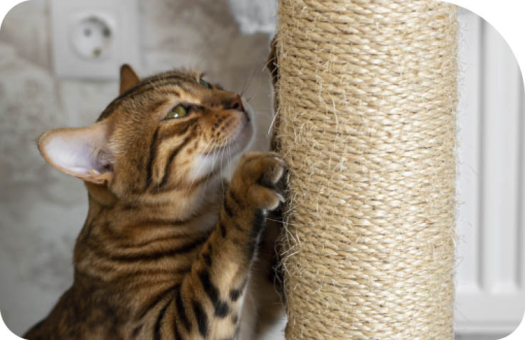 Spotted domestic cat sharpening claws on a scratching post, side view