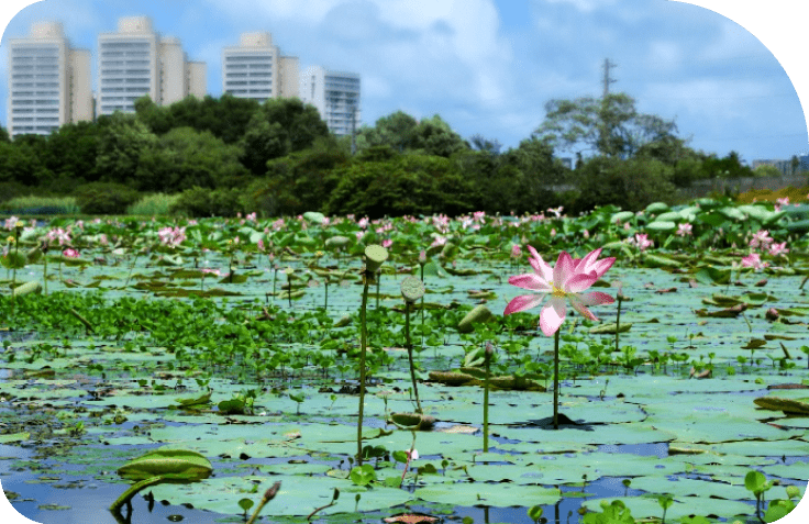 Lago cheio de folhas de vit ria-r gia com flores rosas e pr dios ao fundo sob c u azul com nuvens. Description generated by AI