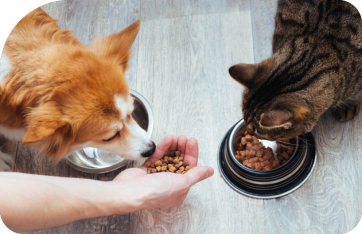 owner pours dry food to the cat and dog in the kitchen  Master's hand  Close-up  Concept dry food for animals
