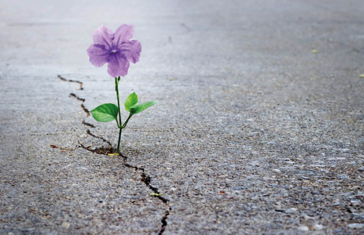 Purple flower growing on crack street, soft focus, blank text